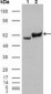 GPI Antibody (clone 1B7D7)